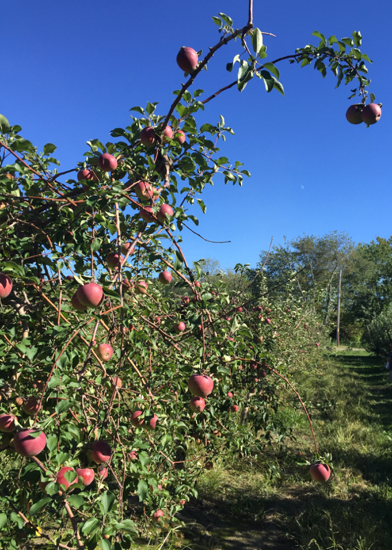 Connecticut and Rhode Island picnic areas. Read on for the some great ideas for fall picnics in New England- apple orchards, wineries and hiking trails. #freethingstodointhefall #fallinNewEngland
