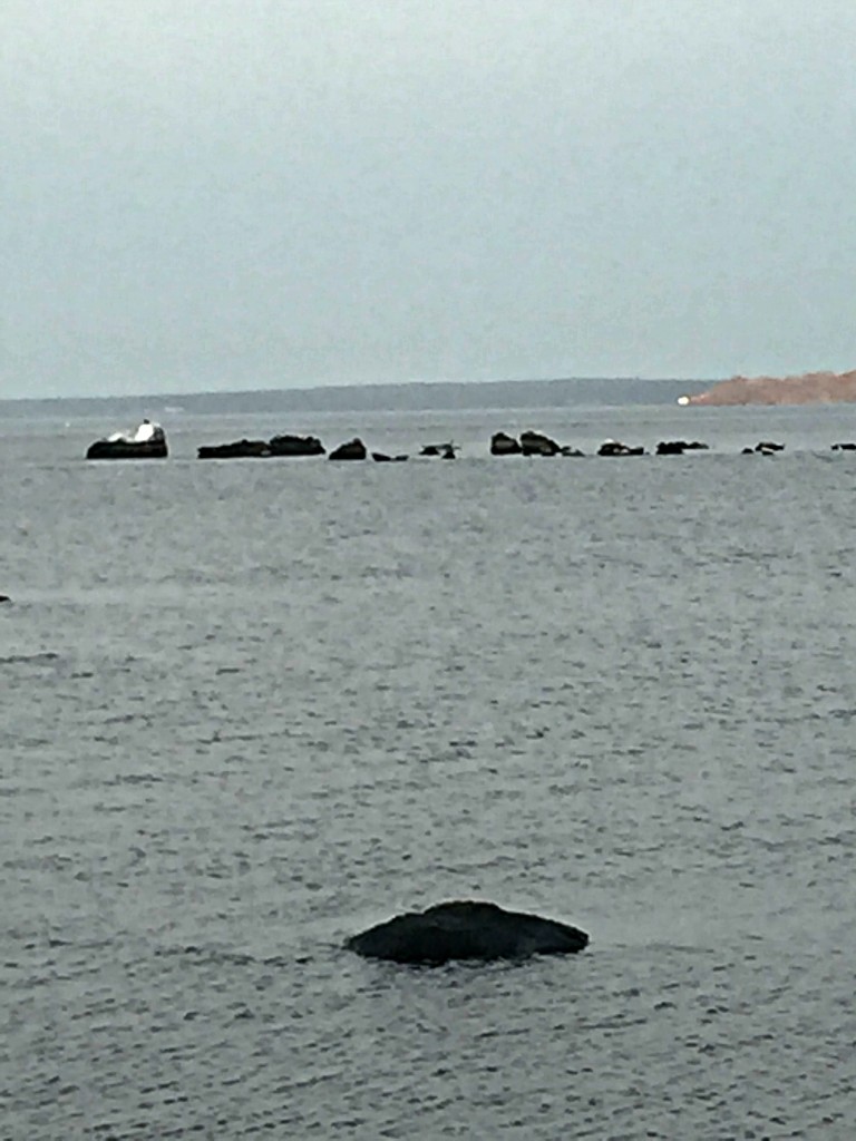 The seals at Rome Point!