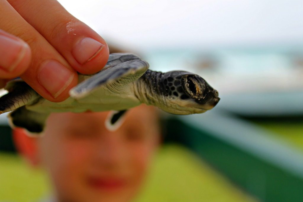Helping sea turtle conservation efforts in Cancun, Mexico.