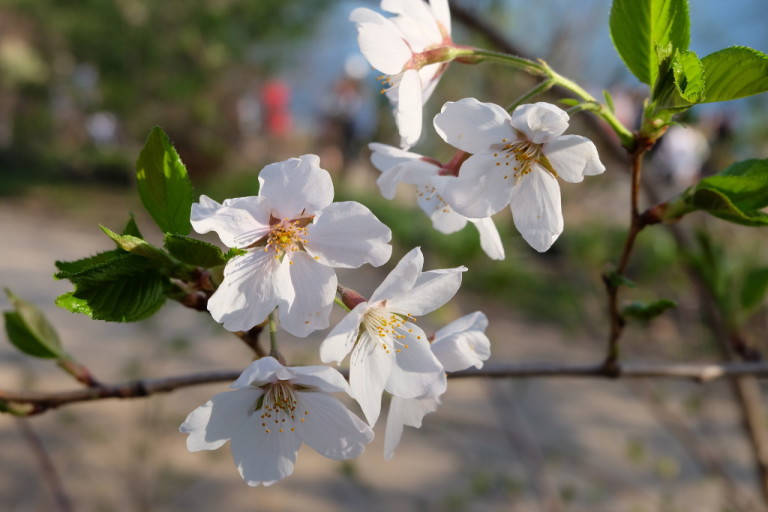 Where to See Cherry Trees in Spring Around the World The Daily