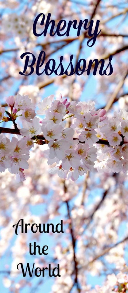 The chill is starting to leave the air. It is time to start planning your visit to see cherry blossoms around the world. Where is the best spot and when should you go? Read on to find out. #cherryblossoms #flowertourism #flowerchasing