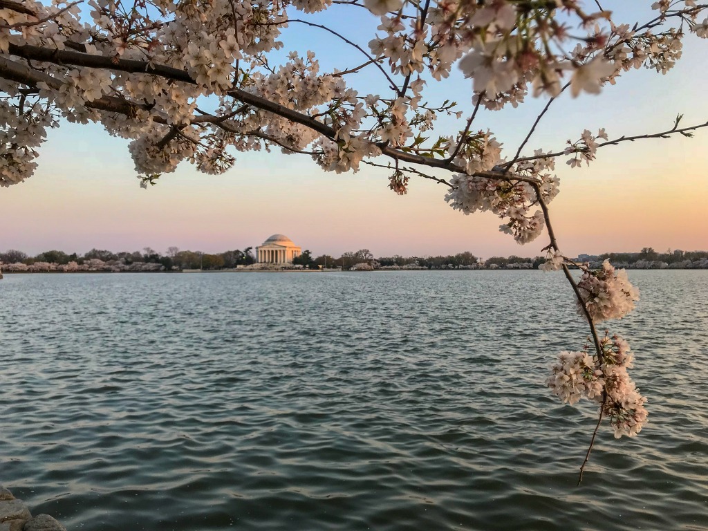 Where to see Cherry Blossoms
