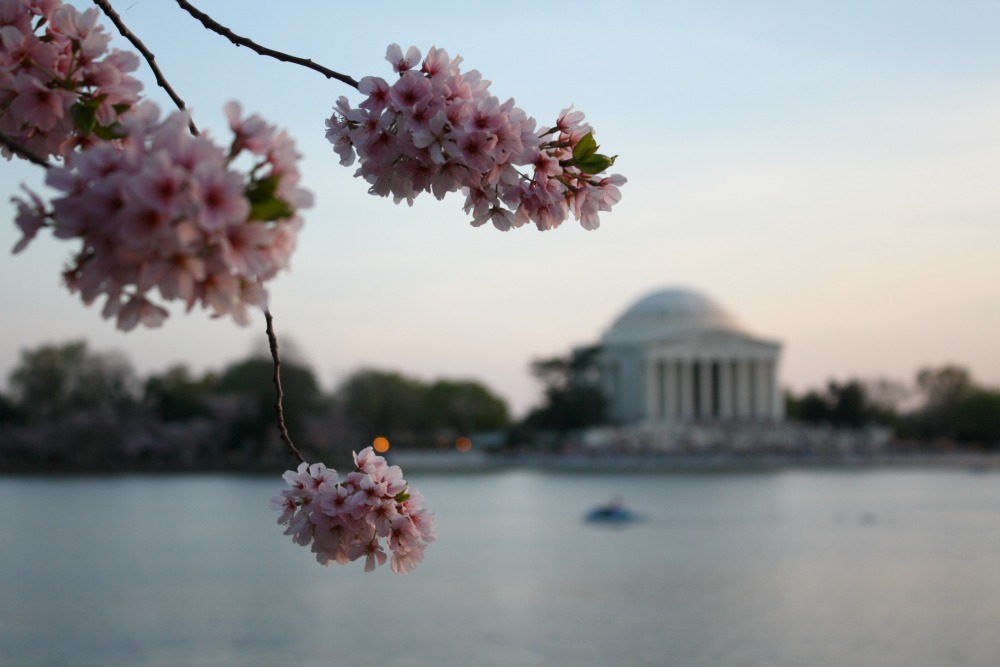 Where are the cherry blossoms in DC