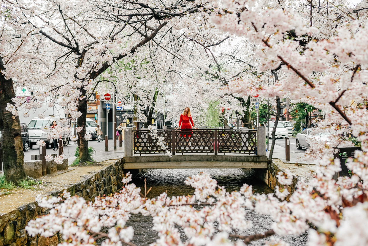 Cherry Blossoms in Kyoto
