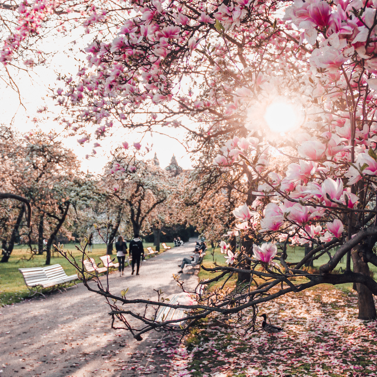 Where to view cherry blossoms in Europe