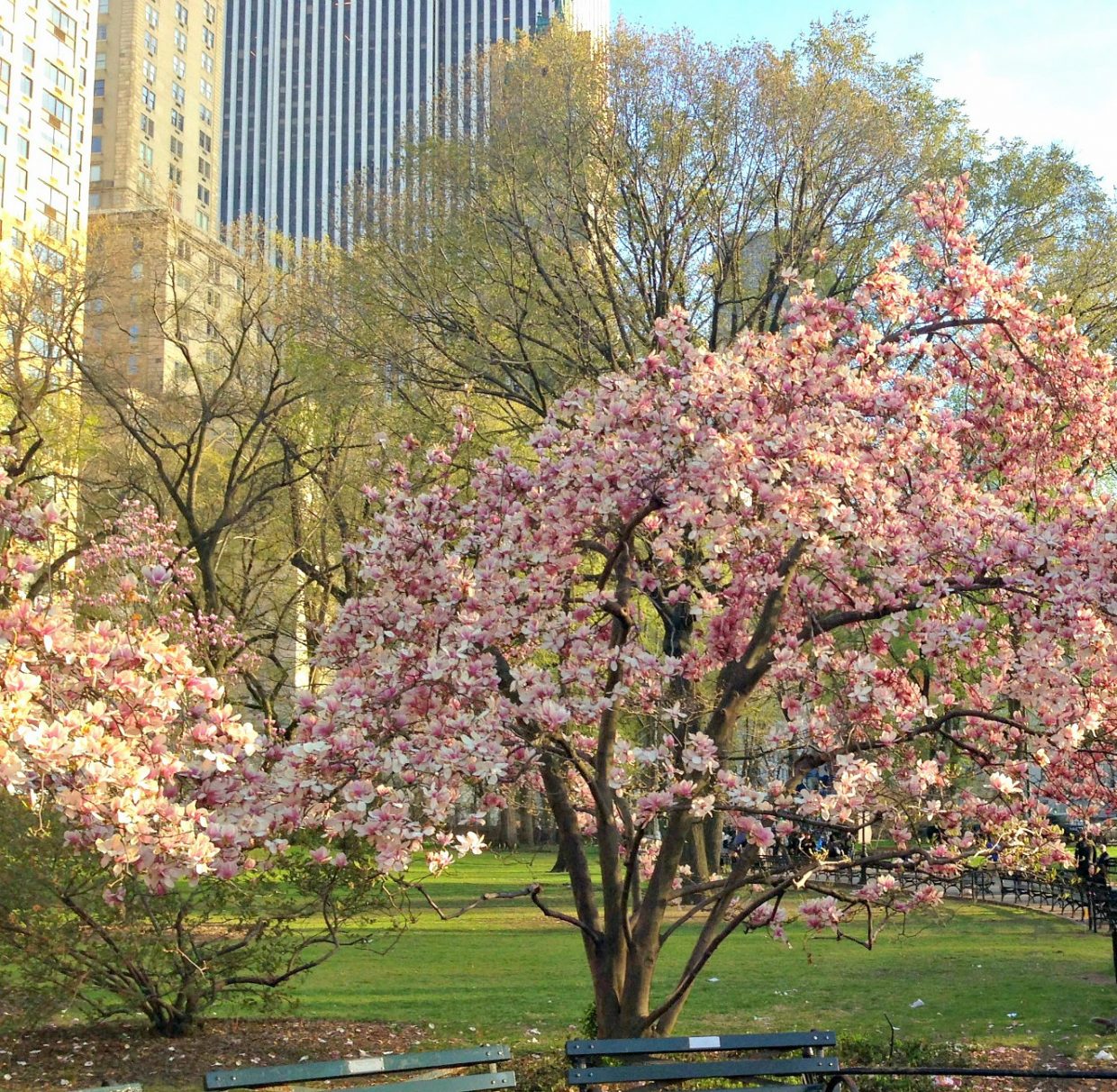 cherry blossom New York