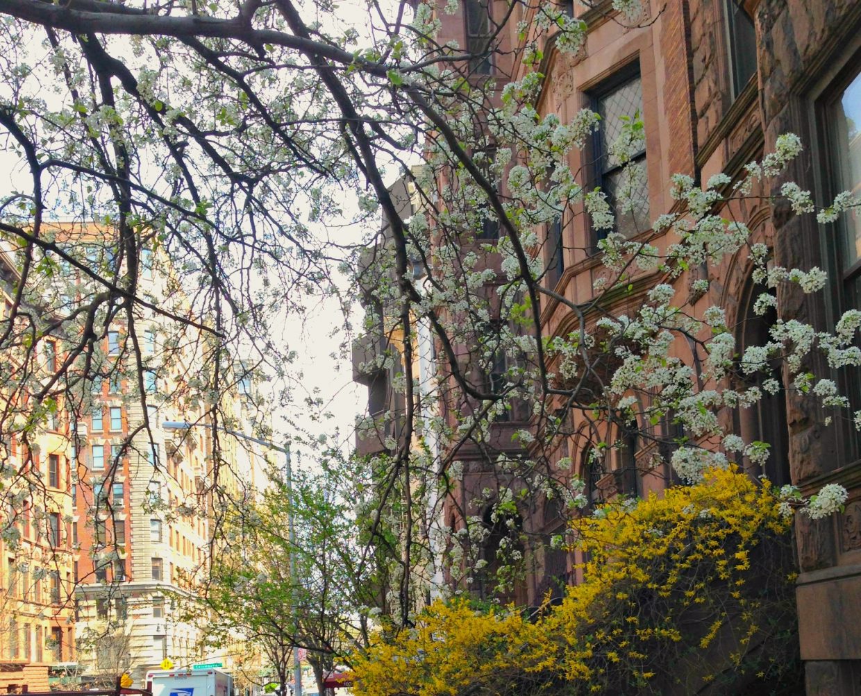 where to find cherry blossoms in New York City