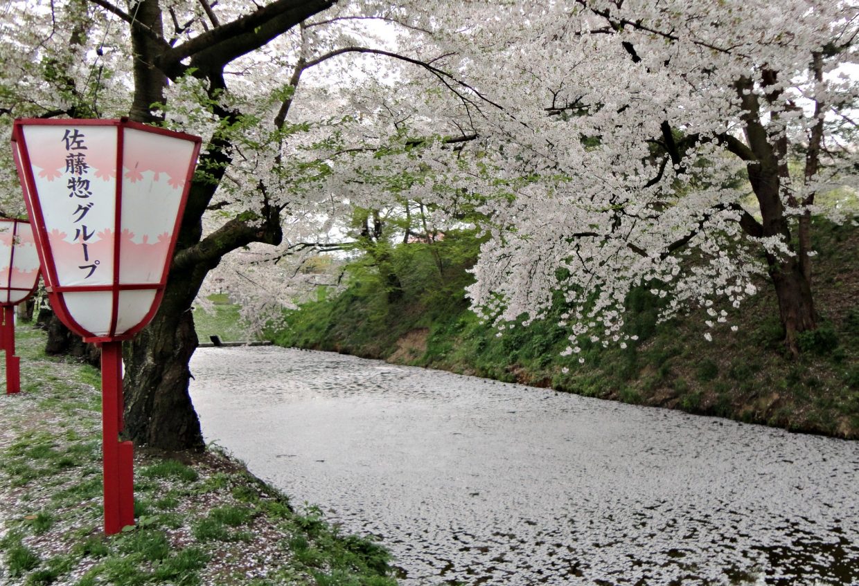 best places to see cherry blossoms in Japan
