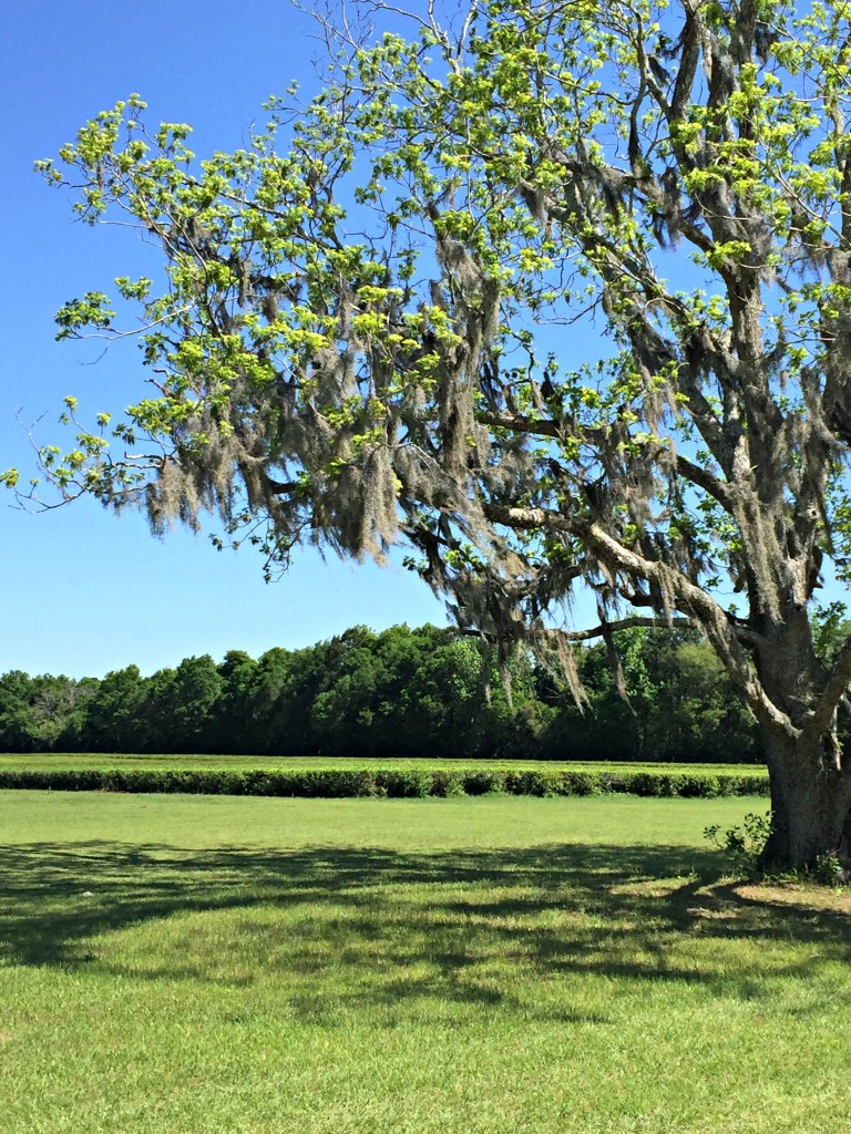 Did you know the US has a tea plantation? Read on for all the details about visiting the Charleston Tea Company. #Bigelow #Tea #thesouth #USroadtrips #daytripsfromCharleston #TBIN