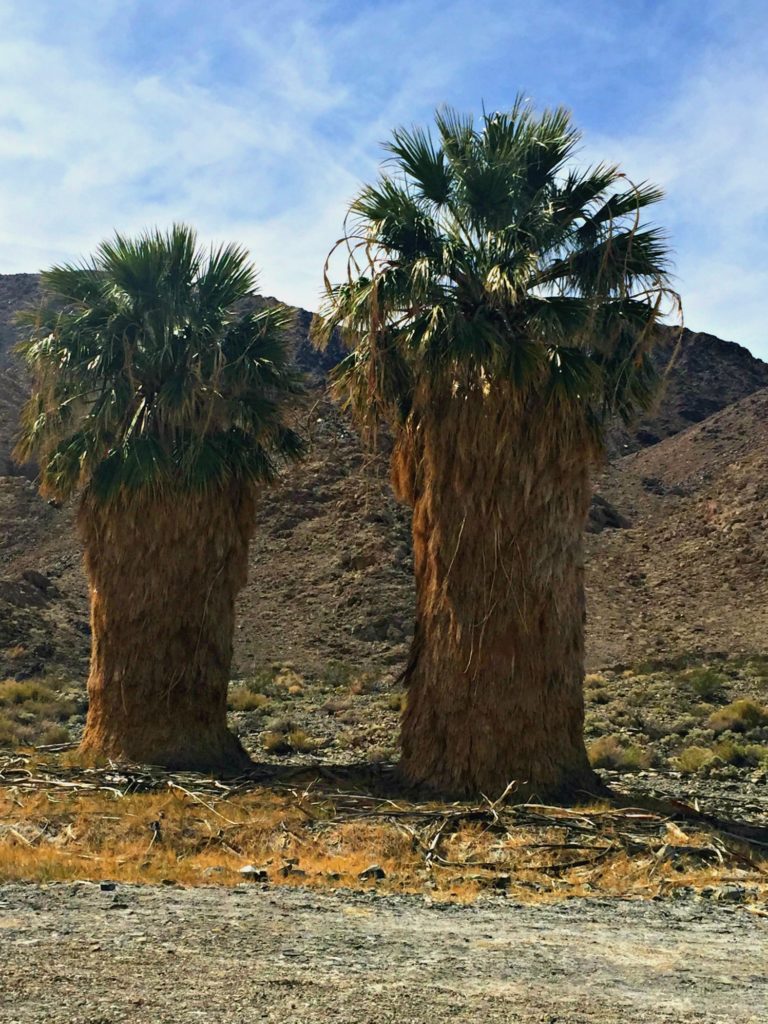 Palm trees on Zzyzx Road