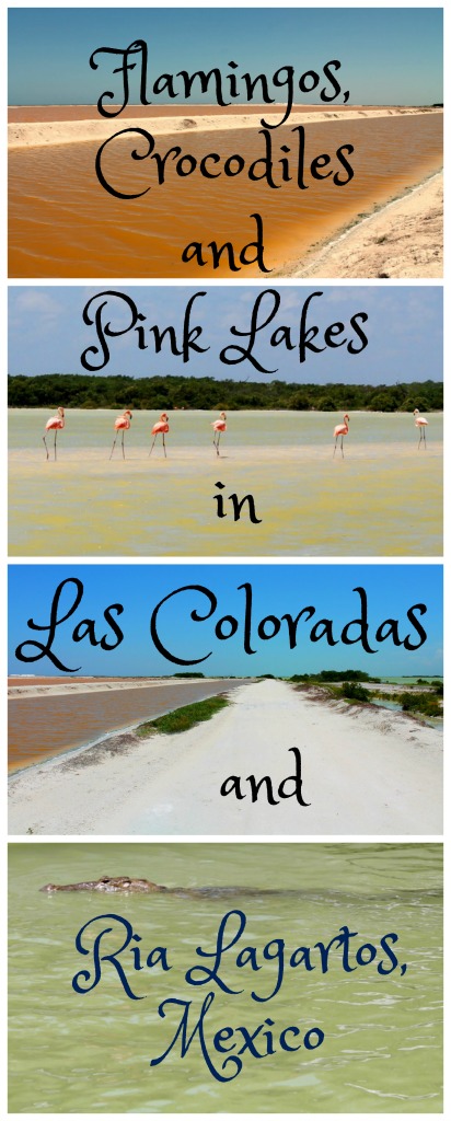 An easy day trip from Cancun. Rio Lagartos. Mexico has a cute seaside fishing village, clay flats, a pink river and flamingos. Read on for more details. #Mexico #daytripsfromCancun #visitMexico
