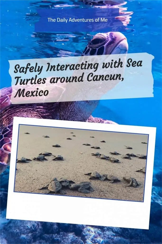 Did you know you can swim with sea turtles or help with conservation efforts on your visit to Cancun? Read on for more information. #seaturtles #wildlife #thingstodoinCancun #thingstodointheYucatan