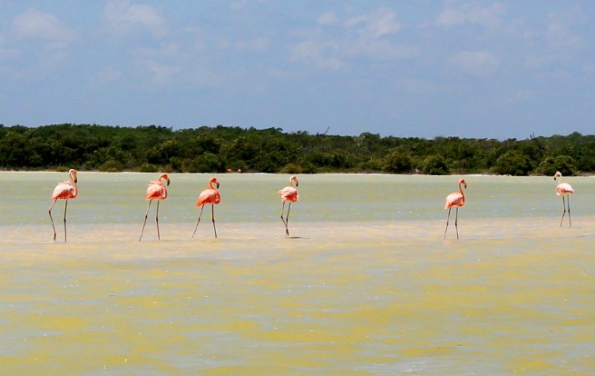 Flamingos in Ria Lagartos, Mexico. www.thedailyadventuresofme.com