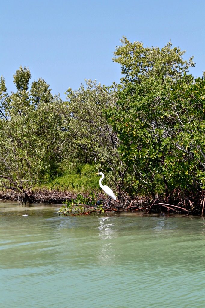 A great egret in Ria Lagartos, Mexico. www.thedailyadventuresofme.com