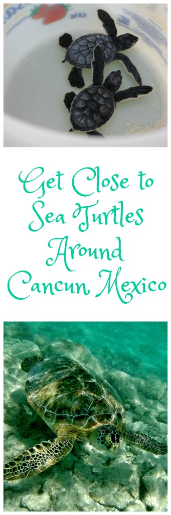 Getting Involved with sea turtles around Cancun and Riviera Maya, Mexico. Read on to see how to swim with these incredible creatures and help with their rehab. #wildlifeinMexico #thingstodoinCancun