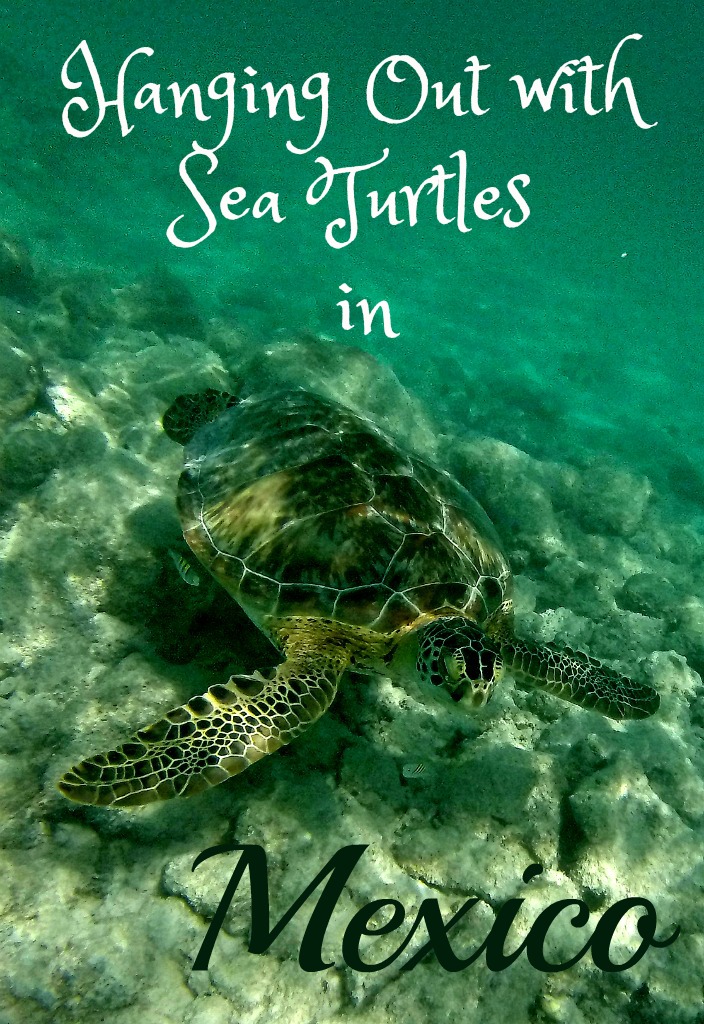 Hanging out with sea turtles in Cancun, Mexico www.thedailyadventuresofme.com