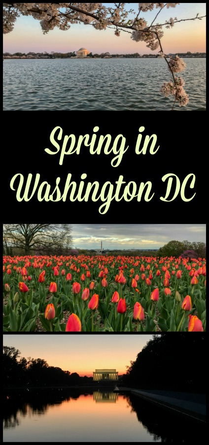 Read on for tips and tricks on how to make the most of your trip to Washington DC in the spring. It is very crowded and I give tips to deal with that. #spring #WashingtonDC #thingstodoinWashingtonDC #threedaysinWashingtonDC #USTravel