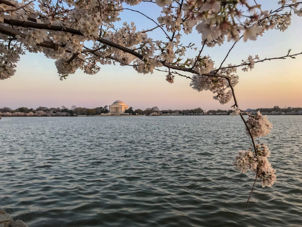 Visiting Washington DC in spring.
