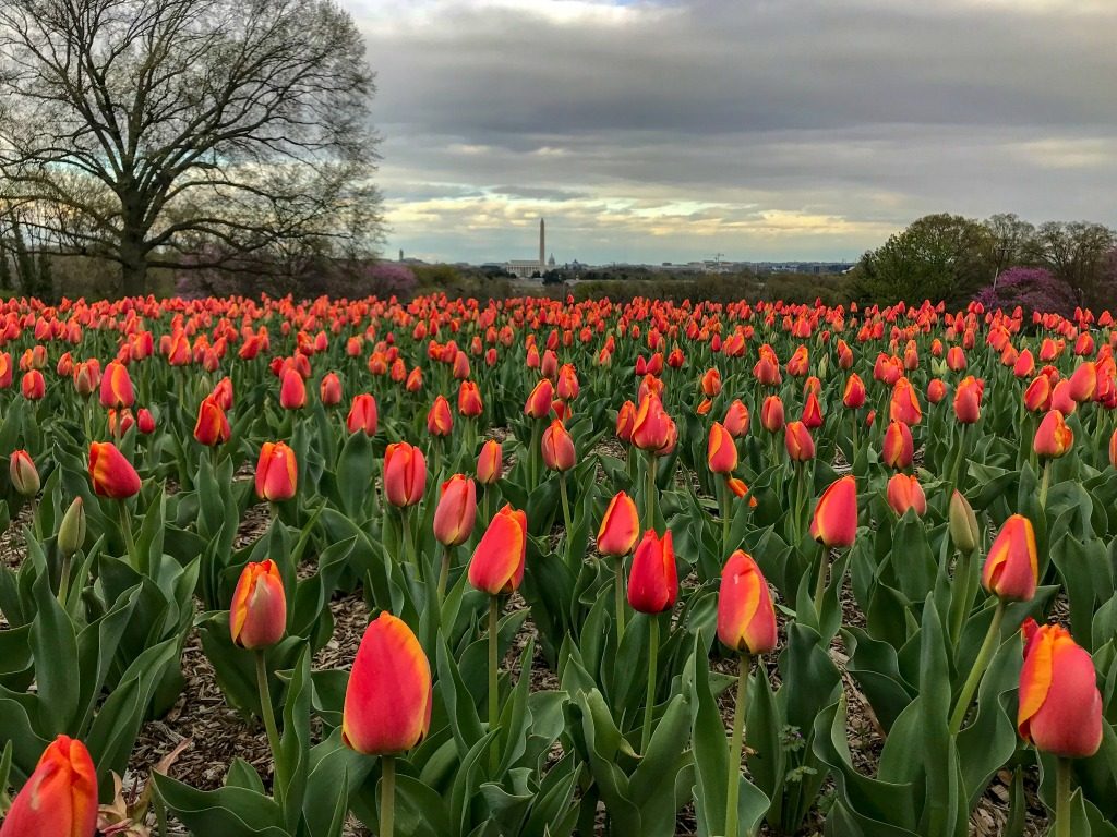 Where to see tulips around Washington DC