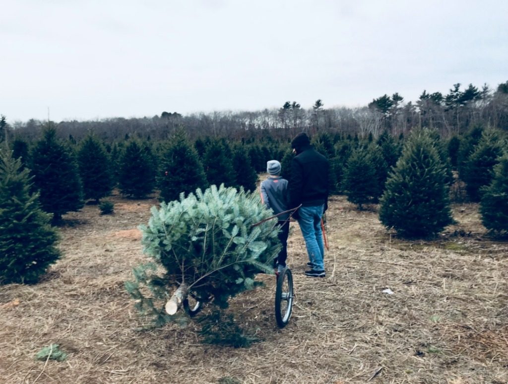 Cutting down Christmas trees in New England.