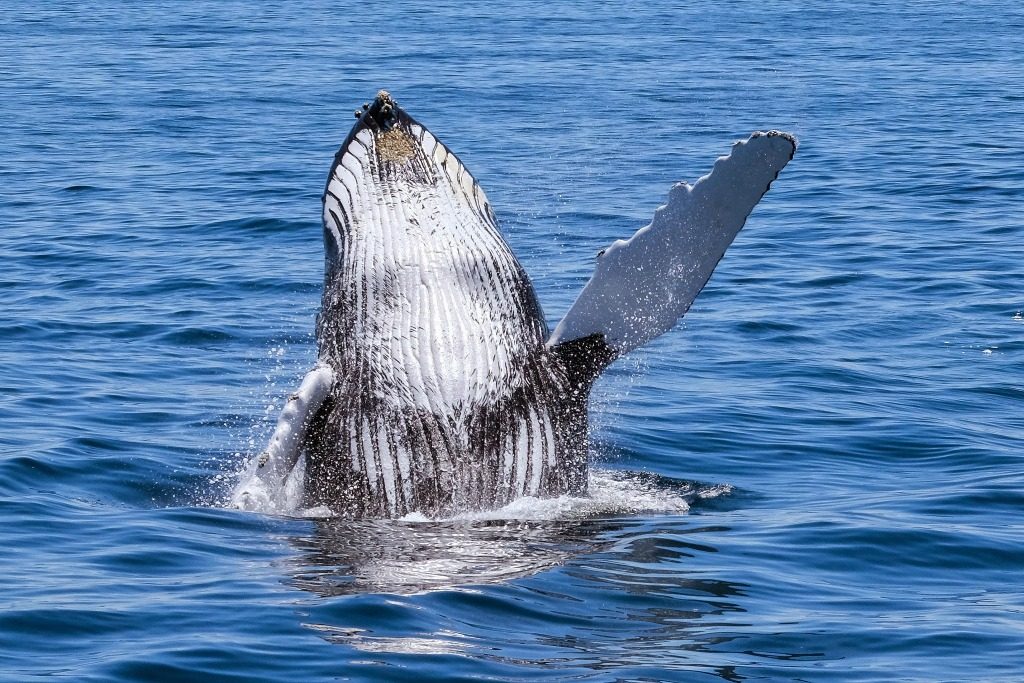 Cool things to do in New England.