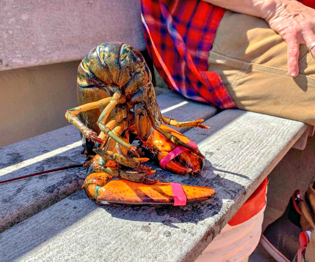 Hypnotized lobster in Maine
