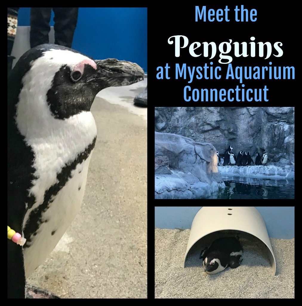 Looking for something fun to do with the family in Connecticut? Have you always dreamed of meeting a penguin? Read on to find out how. #USTravel #VisitCt #ConnecticutTravel #familytravel #thingtodoinCT #penguin #meetapenguin #AfricanPenguin #MysticCt