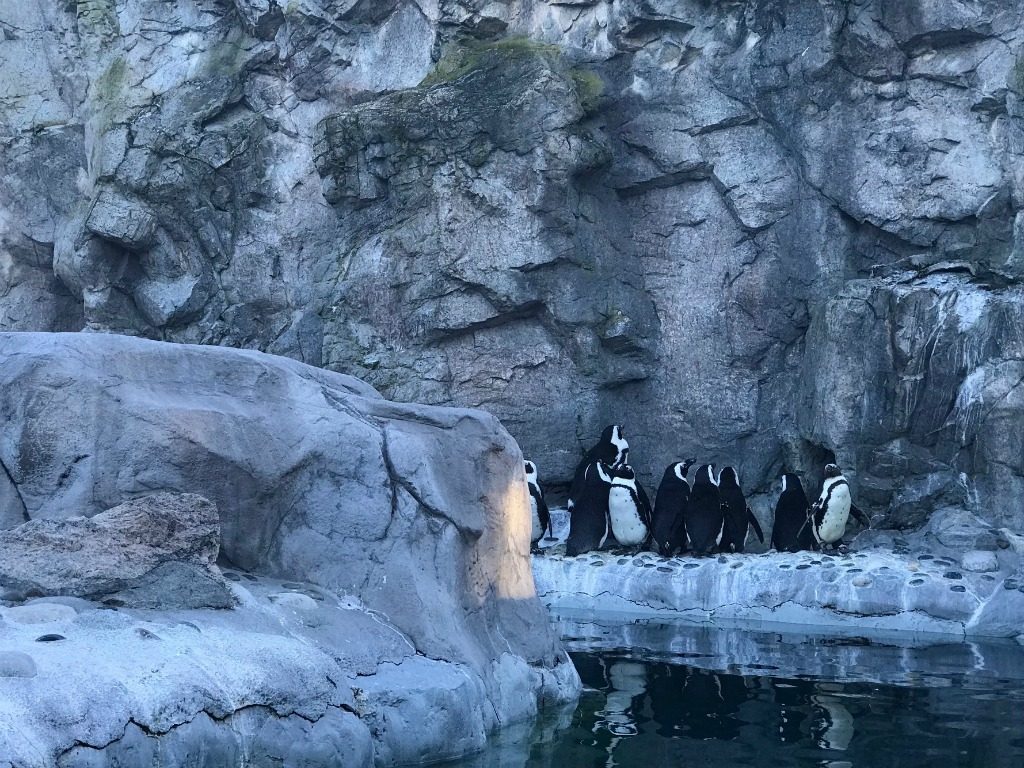 Penguins Encounter at Mystic Aquarium, Connecticut.