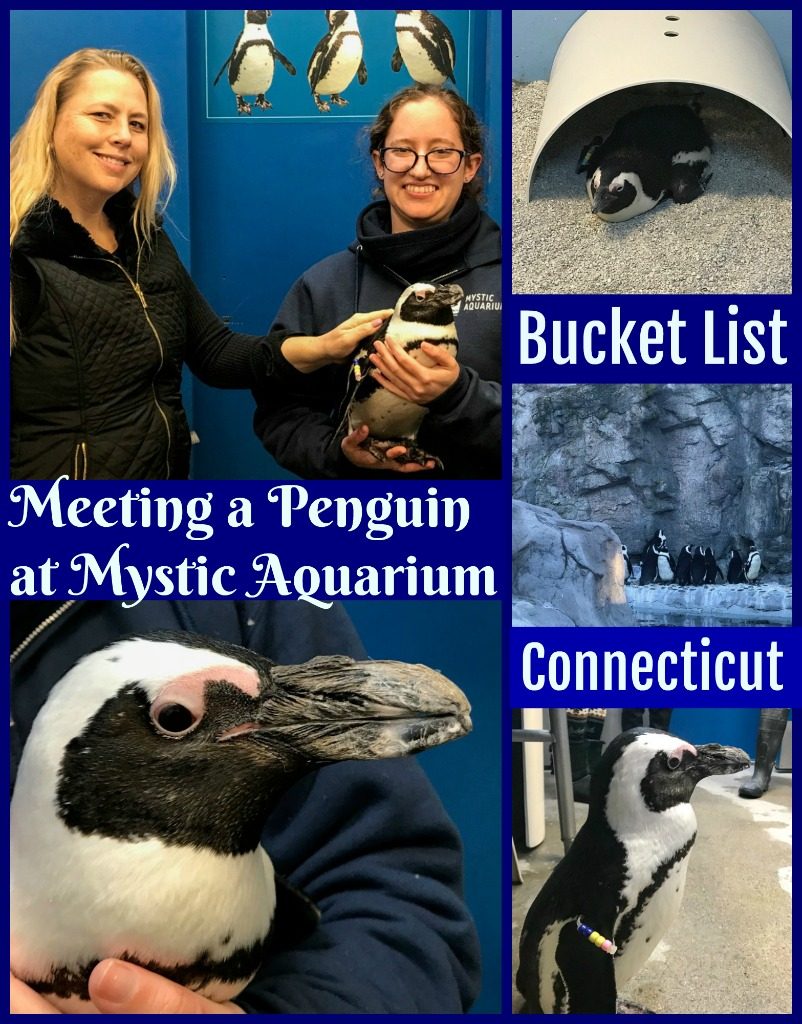 Have you ever wondered what it would be like to meet a real life penguin? It is as cute as you imagine. Read on to see more and how you can meet and help an African penguin in Connecticut, US. #USFamilyTravel #USTravel #thingstodoinConneciticutUS #ConnecticutUS #MysticCt #MysticConnecticut