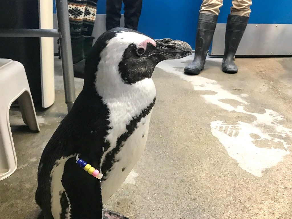 African penguins at Mystic Aquarium, Connecticut.