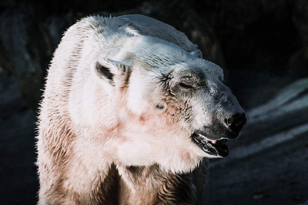 See polar bears in Manitoba, Canada