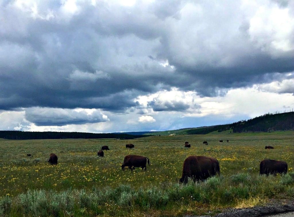 Fall is the best time to visit Yellowstone National Park