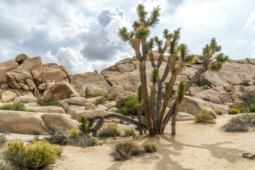 best hikes in Joshua Tree National Park