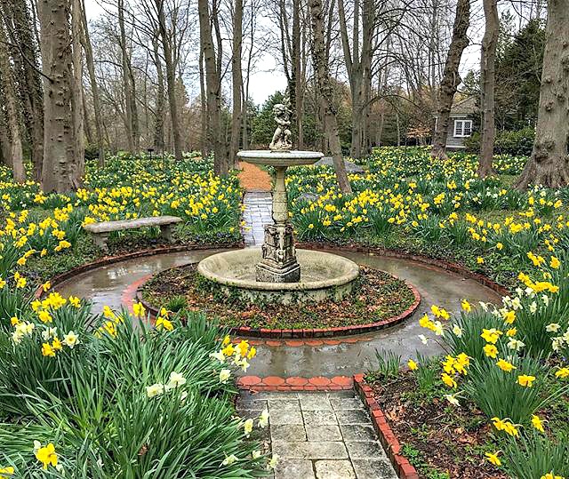 Daffodils in Bristol, Rhode Island.