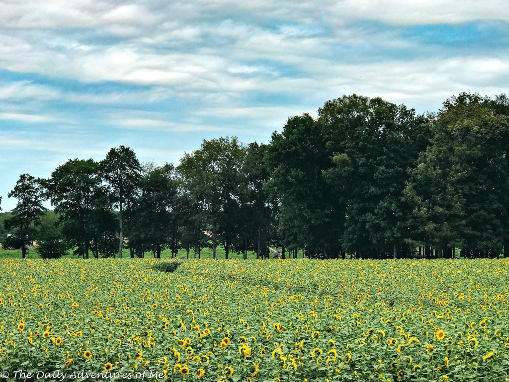 Flower Chasing Around New England The Daily Adventures of Me