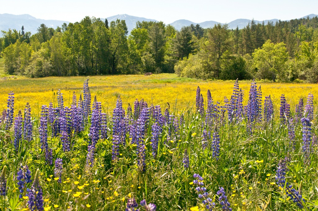 Best flowers to see in New England.