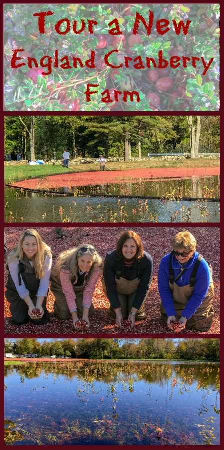 The whole family loved our day learning all about cranberry farming in Massachusetts. Read on to find out how you can get into a cranberry bog too! #familyactivitiesNewEngland #NewEnglandfallactivities