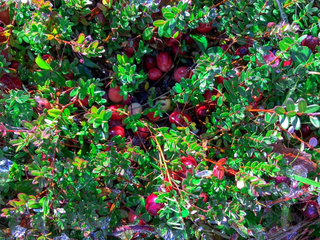 New England Bucket List Wading into a Cranberry Bog The Daily