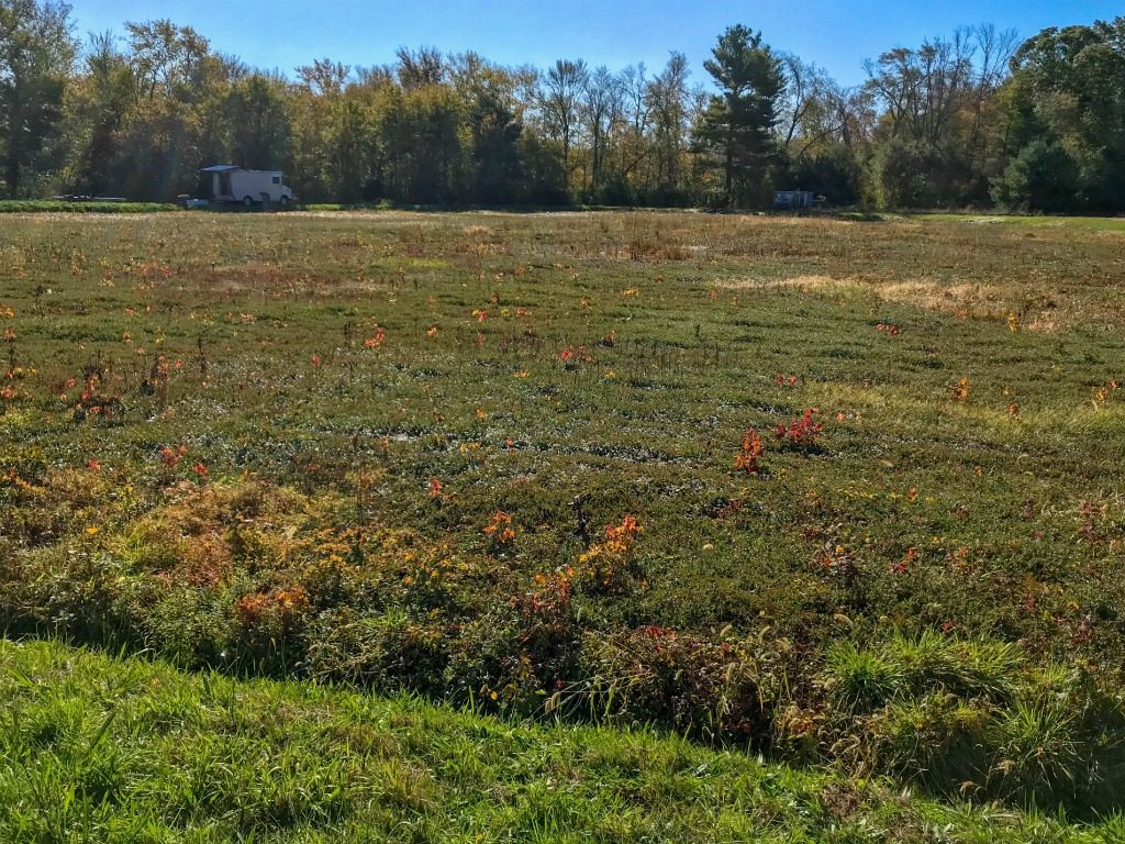 New England Bucket List Wading into a Cranberry Bog The Daily