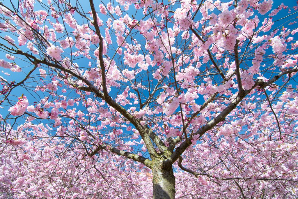 Where to find Cherry blossoms in Sweden