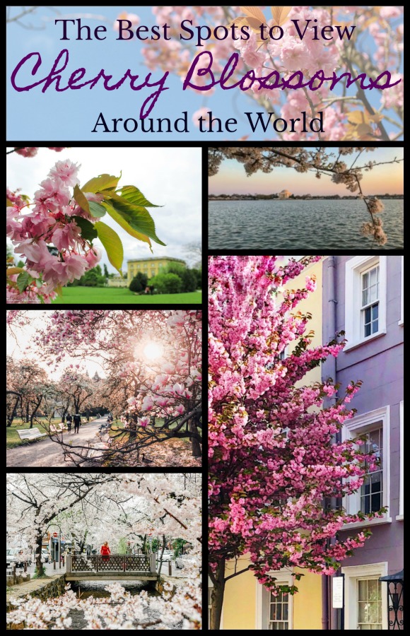 Did you know that cherry blossoms originated in Turkey? They have now spread all over the world. Read on to find out the best places to view cherry blossoms around the world. #spring #blossoms #wheretoseecherryblossoms