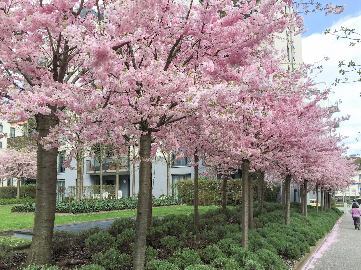 Does Germany have cherry blossoms?