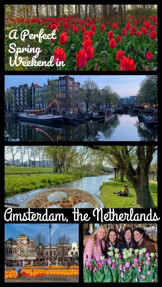 Windmills, cheese and, of course plenty of tulips. Read on for my guide to Amsterdam in spring. #Amsterdam @iamsterdam #spring #tulips