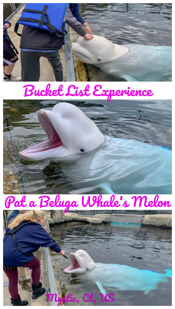 Get up close and personal through a training session with Beluga Whales at Mystic Aquarium in Connecticut. Read on for my family's experience. #NewEnlgandFamilyActivities #belugawhales #thingstodoinNewEngland #hosted @mysticaquarium