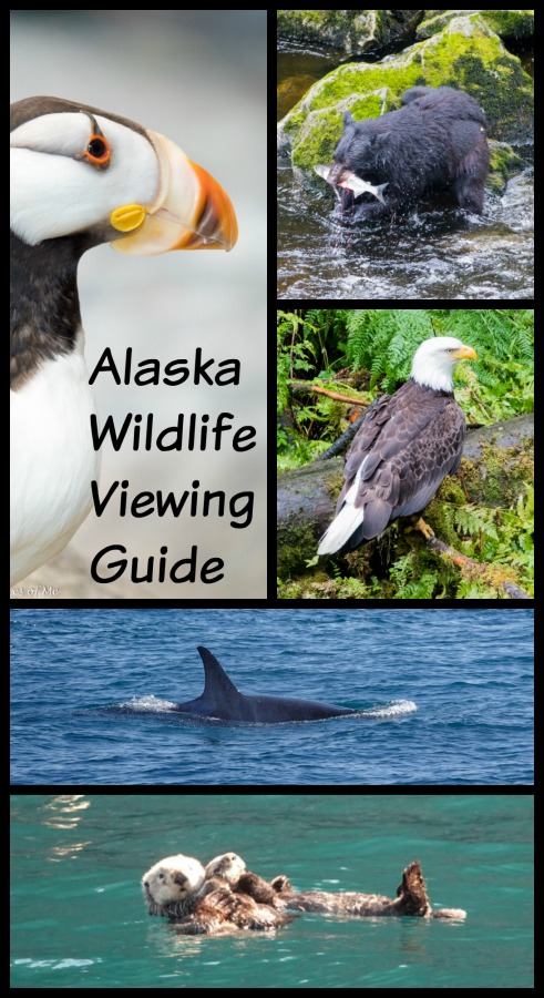 Headed to Alaska and want to maximize your viewing of Alaska wildlife? Read on for tips and trips about when and where to best see animals in Alaska. #Alaska #wildlife #Alaskanwildlife #c2cgroup #animalsinAlaska