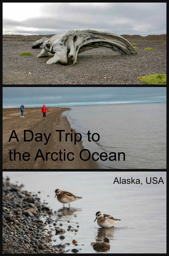 Read on to see how easy it is to learn about the native Inupiat culture, put your feet in the Arctic Ocean and perhaps see a polar bear as a day trip while you are visiting Alaska. #Arctic #thingstodoinAlaska #USAtravel #TBIN