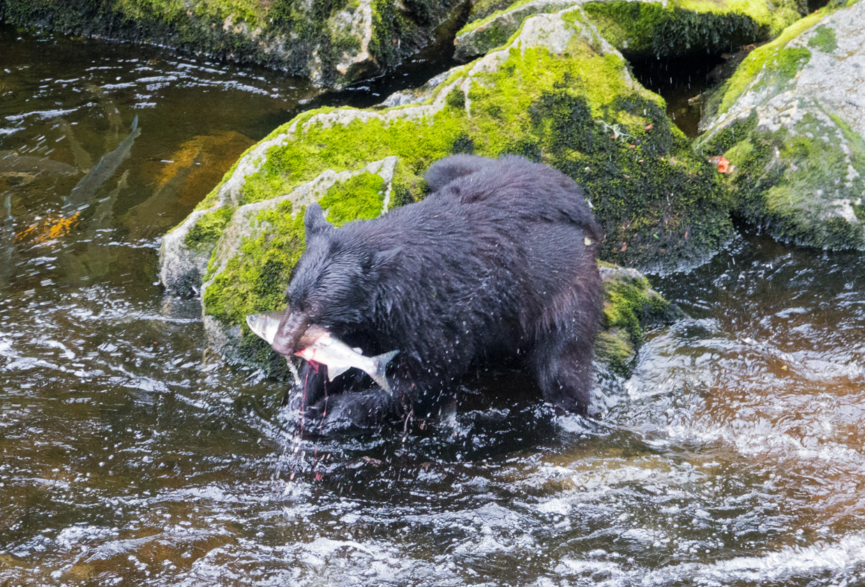 Where to see bears catching salmon in Alaska