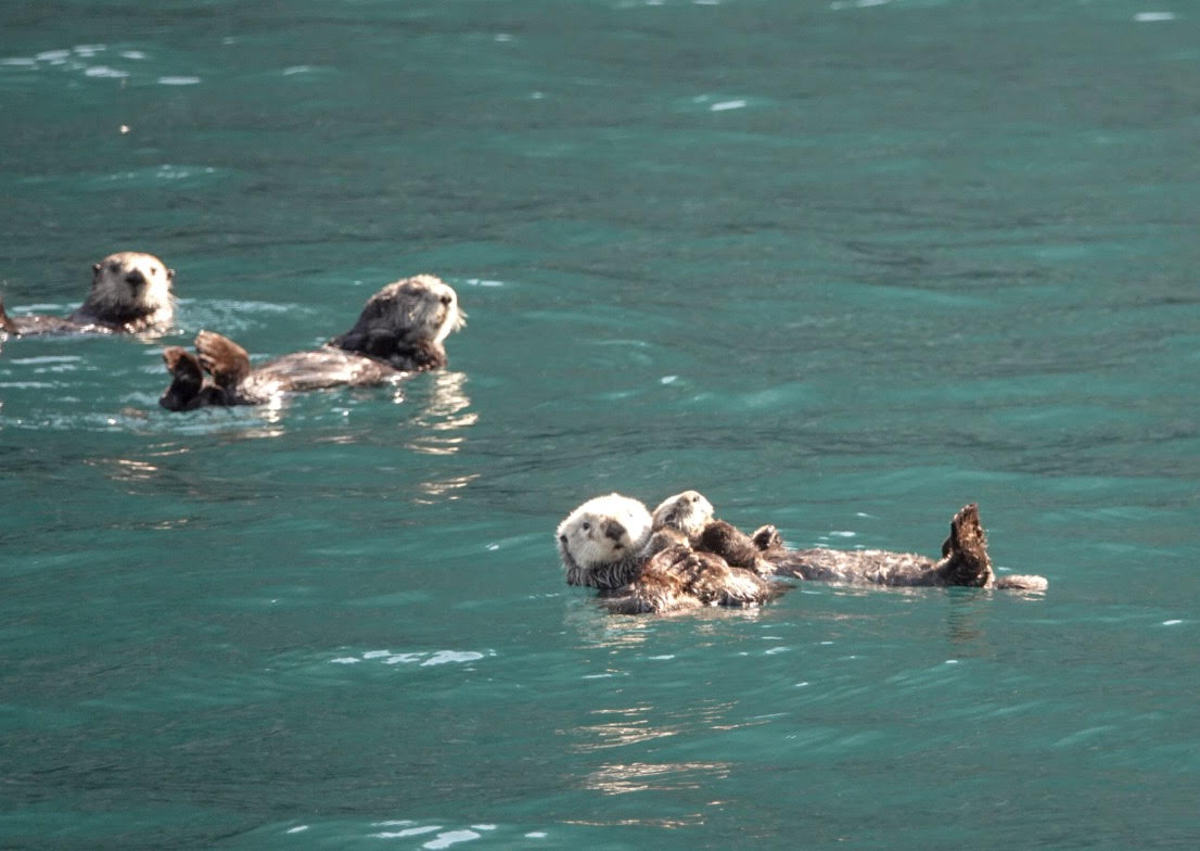 Where to find sea otters in Alaska.
