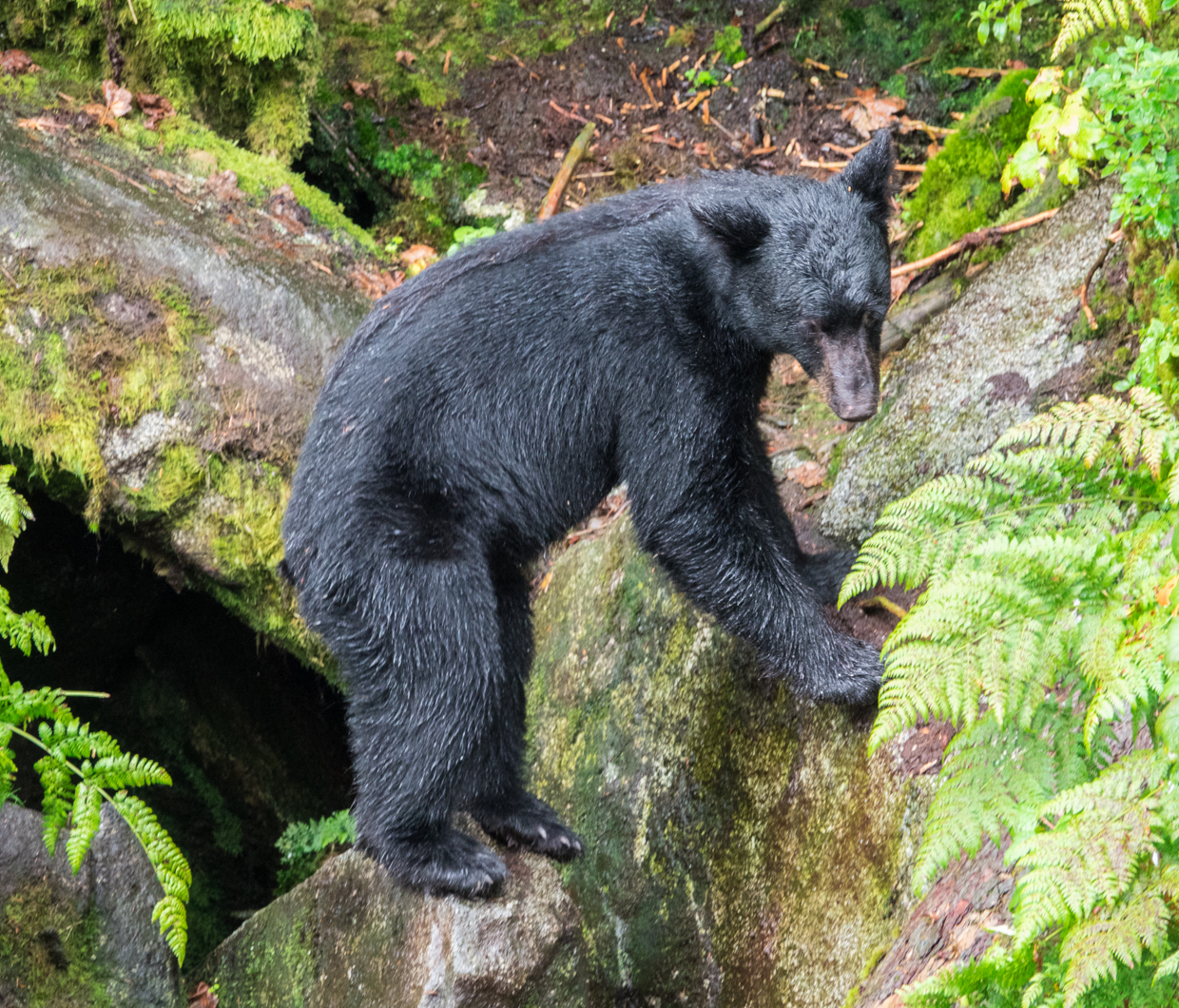 Where to find black bears in Alaska.