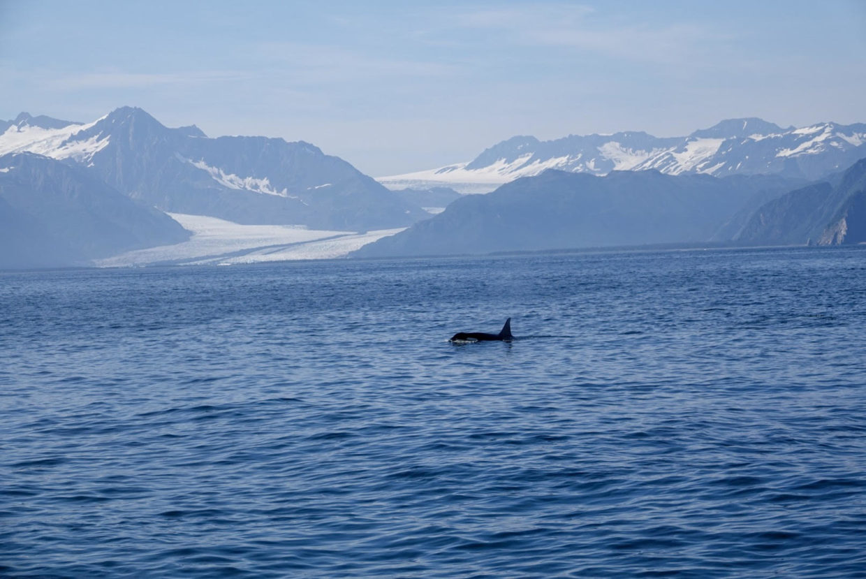 Where to find Orca Whales in Alaska